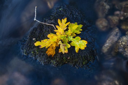 Fall leaf on moss stone over motion blur stream or river in autumn forest