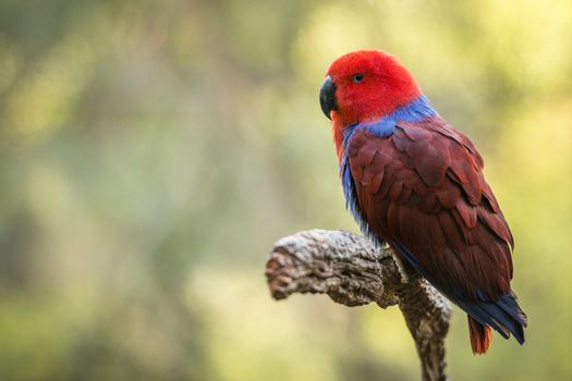 Female Eclectus parrot (Eclectus roratus) is a parrot native to the north-eastern Australia, New Guinea and nearby islands, Solomon Islands, Sumba, and the Maluku Islands (Moluccas). 

It is unusual in the parrot family for its extreme sexual dimorphism of the colours of the plumage; the male having a mostly bright emerald green plumage and the female a mostly bright red and purple/blue plumage. The grand Eclectus female is mostly bright red with a darker hue on the back and wings.

Photographed using Nikon D800E (36 megapixels) DSLR with AF-S NIKKOR 70-200 mm f/2.8G ED VR II lens at focal length 200 mm, ISO 640, and exposure 1/200 sec at f/2.8.