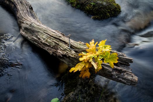 Fall leaf on moss stone over motion blur stream or river in autumn forest