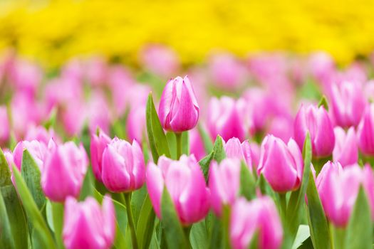 Tulip field in spring