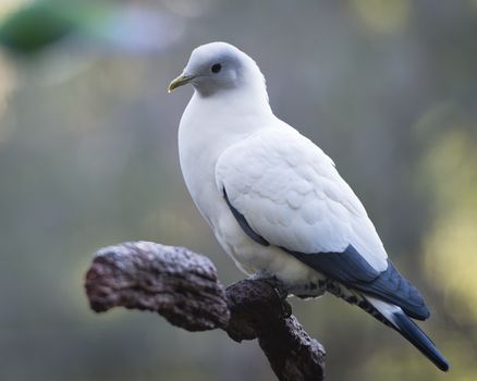 Pigeons and doves constitute the bird clade Columbidae, including 310 species. Pigeons are stout-bodied birds with short necks, and have short, slender bills with fleshy ceres. They feed on seeds, fruits, and plants.

Photographed using Nikon D800E (36 megapixels) DSLR with AF-S NIKKOR 70-200 mm f/2.8G ED VR II lens at focal length 200 mm, ISO 560, and exposure 1/200 sec at f/2.8.