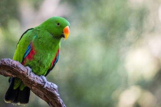 Male Eclectus parrot (Eclectus Roratus). Eclectus is native to the north-eastern Australia, New Guinea and nearby islands, Solomon Islands, Sumba, and the Maluku Islands (Moluccas). It is unusual in the parrot family for its extreme sexual dimorphism of the colours of the plumage; the male having a mostly bright emerald green plumage and the female a mostly bright red and purple/blue plumage. 

The male is mostly bright green with a yellow-tinge on the head. It has blue primaries, and red flanks and underwing coverts. Its tail is edged with a narrow band of creamy yellow, and is dark grey edged with creamy yellow underneath, and the tail feathers are green centrally and more blue as they get towards the edges.

Photographed using Nikon D800E (36 megapixels) DSLR with AF-S NIKKOR 70-200 mm f/2.8G ED VR II lens at focal length 200 mm, ISO 250, and exposure 1/200 sec at f/2.8.