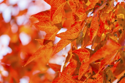 Autumnal ornament, red leaves of maple