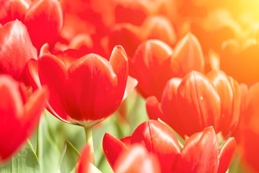 Red tulips under sunlight in spring