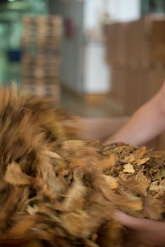 Bulk tobacco getting ready in a cigarette factory, blurred motion