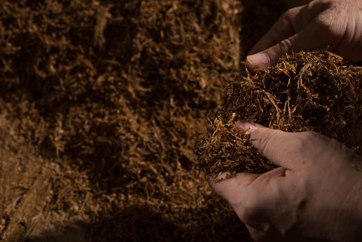 Inspection of hand made fine cut tobacco