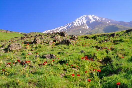 Picturesque green meadow with poppies and volcano Damavand in the background, Iran