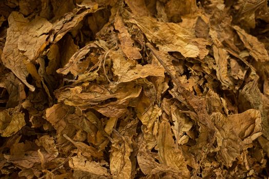 Bulk tobacco macro view, close up