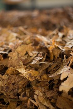 Bulk tobacco leaves getting ready in a production line inside a cigarette factory