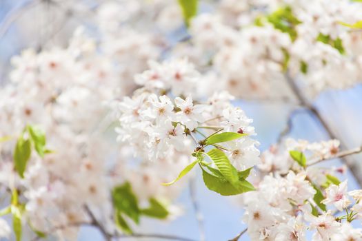 Sakura blossom in spring