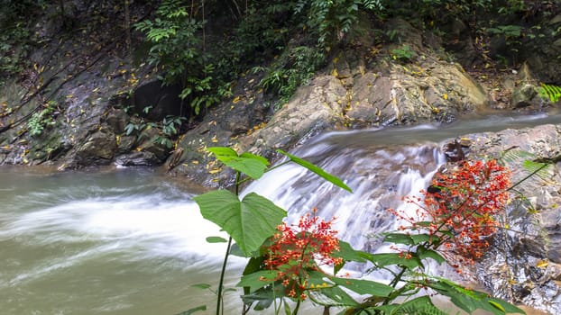 Huai To Waterfall and Flowers in the Jungle. Krabi Province, Thailand