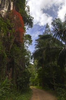 Road Among The Hills and Trees. Krabi Province Thailand