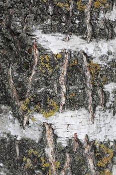 Tree Bark Over. Crust Of The Birch