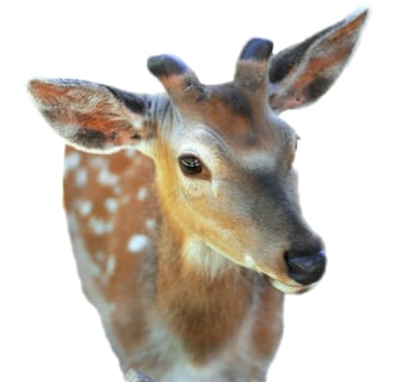 White-Tailed Deer Odocoileus virginianus Fawn Stands