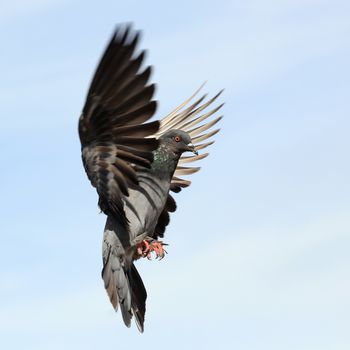 flying pigeon against beautiful sky