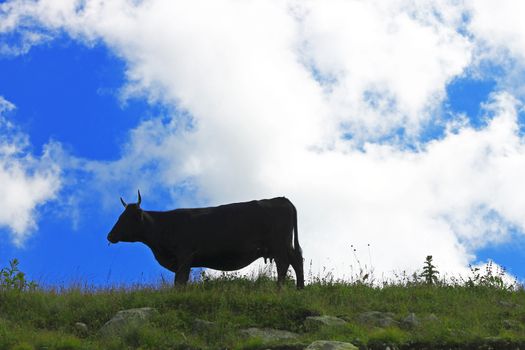 Lonely Cow On The Caucasus Mountain Grassland