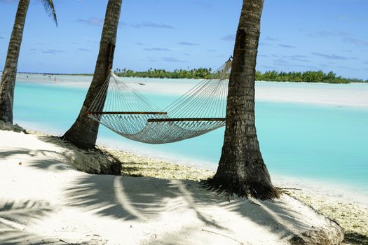 Hammock strung between two palms in the Cook Islands, South Pacific.