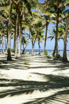 Coconut palms cast shadows on tropical white beach sand.