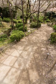 The path of sakura growing on the wooden in a Japanese garden near Heian Shrine in Kyoto.