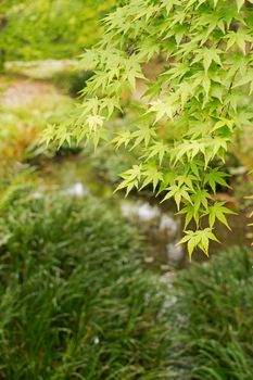 Emerald green maple and the other plants grown near the small stream in Kyoto.