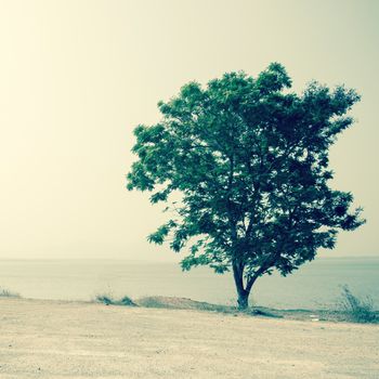 lonely tree in summer day background.Filtered image:cross processed vintage effect