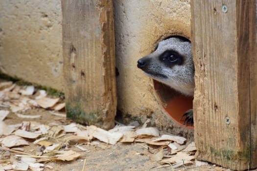 Nervous Meerkat Emerging