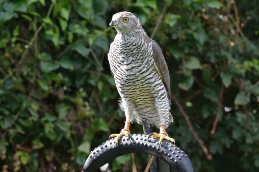 Falcon perching