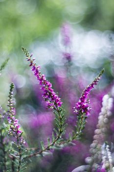 Autumn heather with bokeh