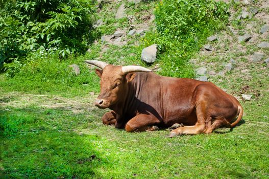 cow with long horns Watusi
