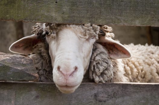 Sheep in a wooden fence
