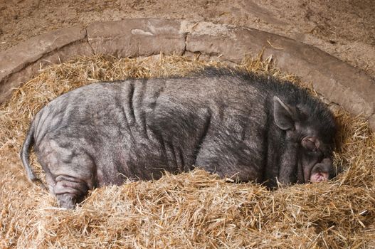 boar sleeping in the barn on the hay