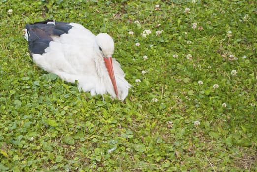 Stork sitting on green grass