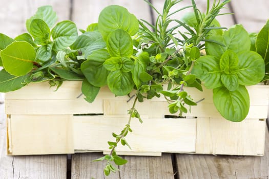 Freshly harvested herbs in a basket