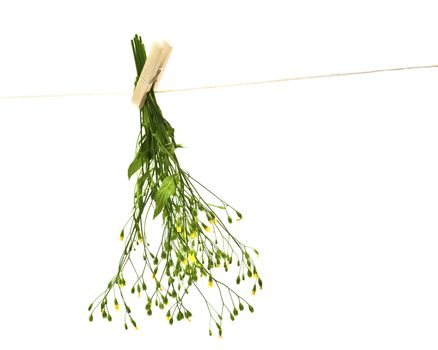 Herbs hanging upside-down  
