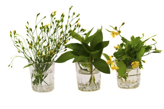 herbs and mint in a glass celandine
