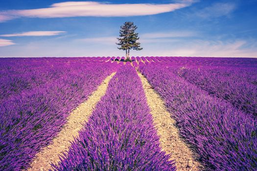 Lavender field and tree in Provence at sunset, France