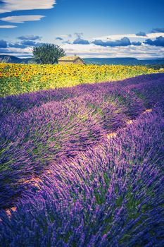 Lavender and sunflower field with tree in France, Europe
