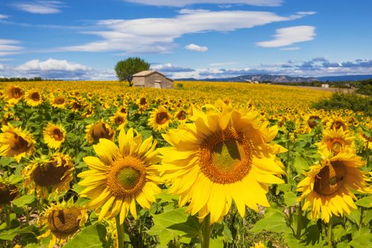 Beautiful landscape with sunflower field over cloudy blue sky