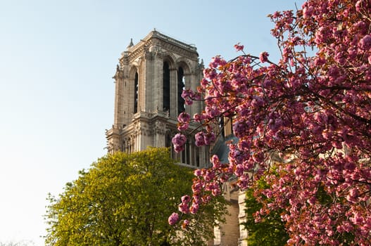 Notre-Dame of Paris cathedral