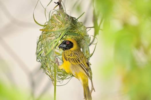 Male Southern Masked Weaver building his nest using strips of palm leaf 
