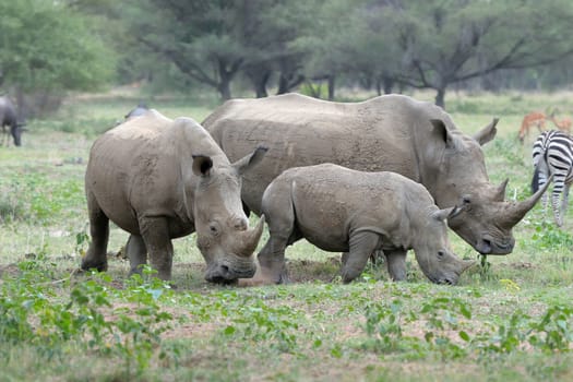 White rhino family grazing on grass field

