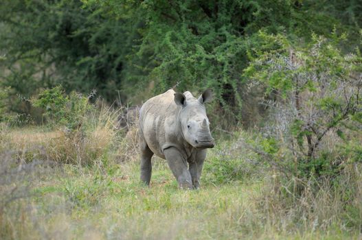 White rhino calf grazing on grass field
