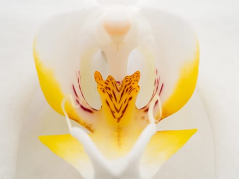 Extreme closeup of a white and yellow orchid