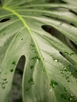 Big tropical leaf with drops of water