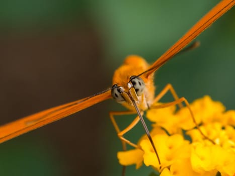 Closeup of orange butterfly on a yellow flower staring at the camera