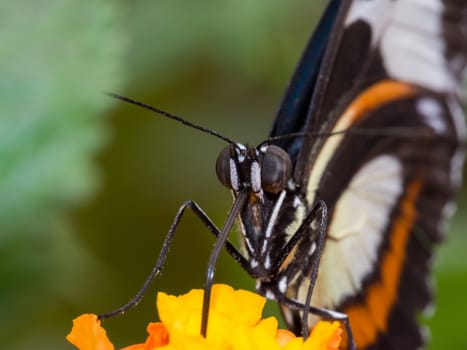 Extreme closeup of a white, black and orange butterfly on a yellow flower