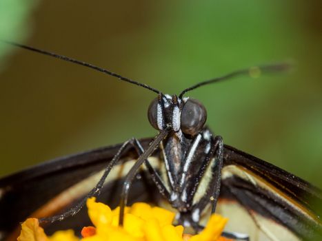Extreme closeup of a white, black and orange butterfly resting on a yellow flower