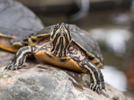 Closeup of a small turtle staring straight at the camera