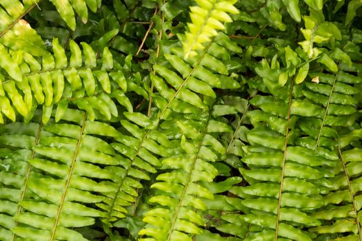 Collection of tropical leaves forming a pattern