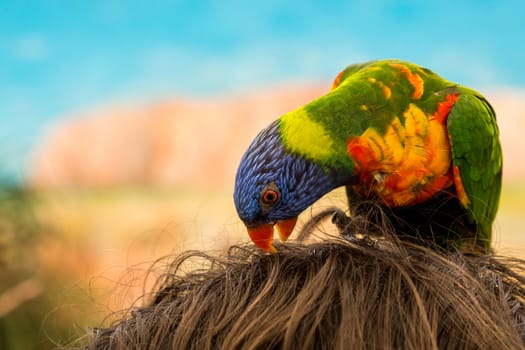 Colorful parrot eating hair on someone's head